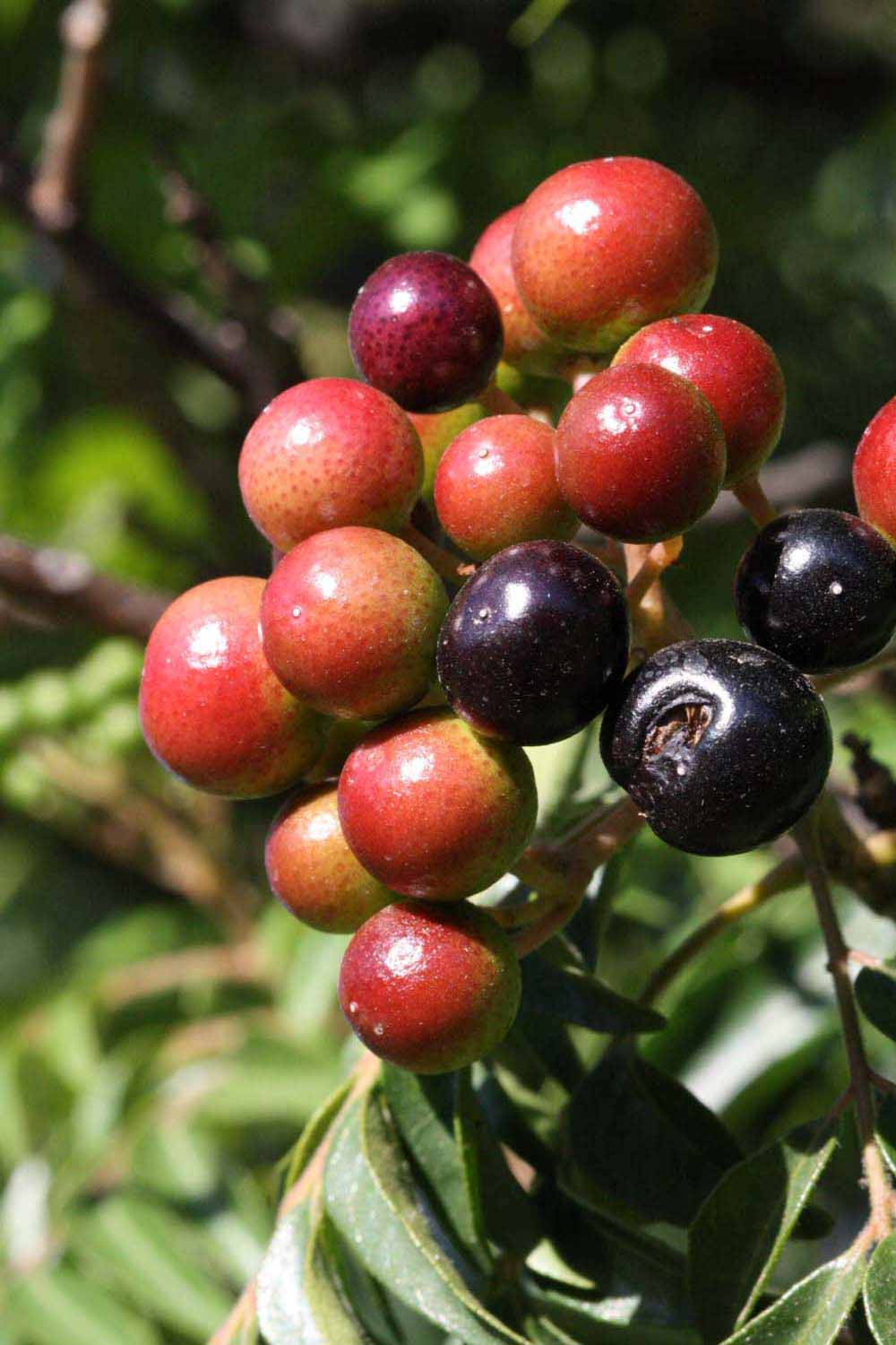            Fruit of  Murraya koenigii         (Riverside, CA)   